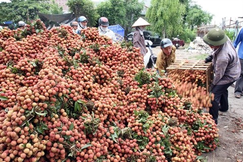 Premières exportations de litchis vietnamiens vers le Canada - ảnh 1